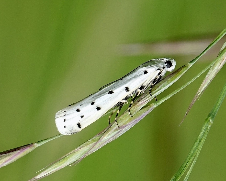 thistle ermine